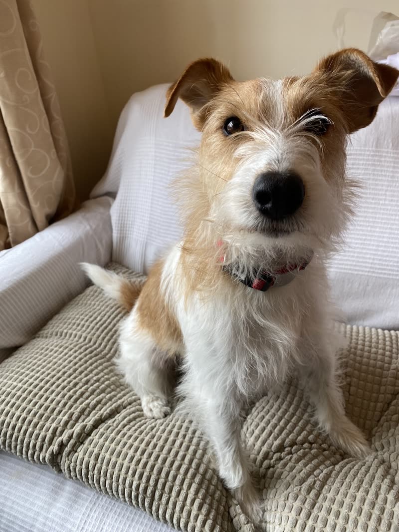 A wire-haired Jack Russell terrier sitting on a cushion after a groom