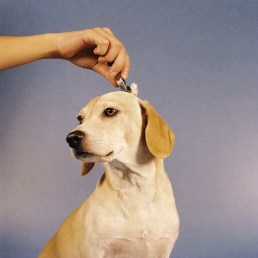 A dog having its coat clipped